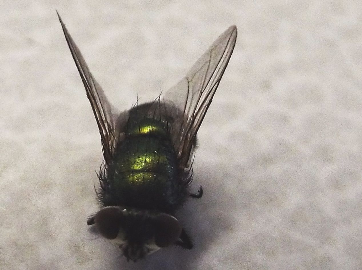 Lucilia sp. femmina del gruppo sericata (Calliphoridae)